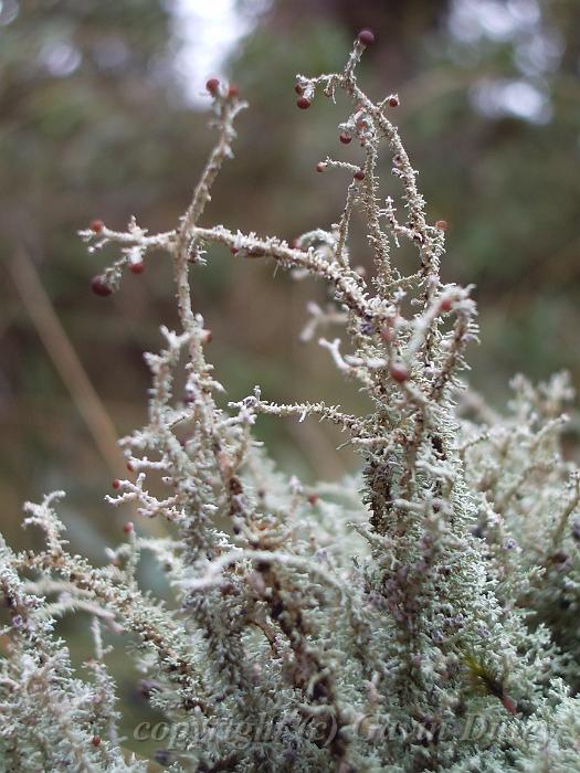 Lichen forest, Point Lookout IMGP8803.JPG